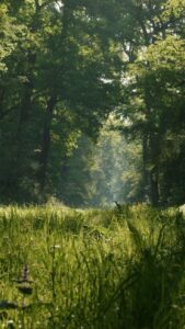 Природа релакс видео
