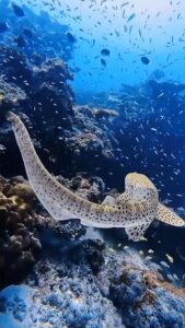 Релакс видео для успокоения нервов Удивительный подводный мир океана