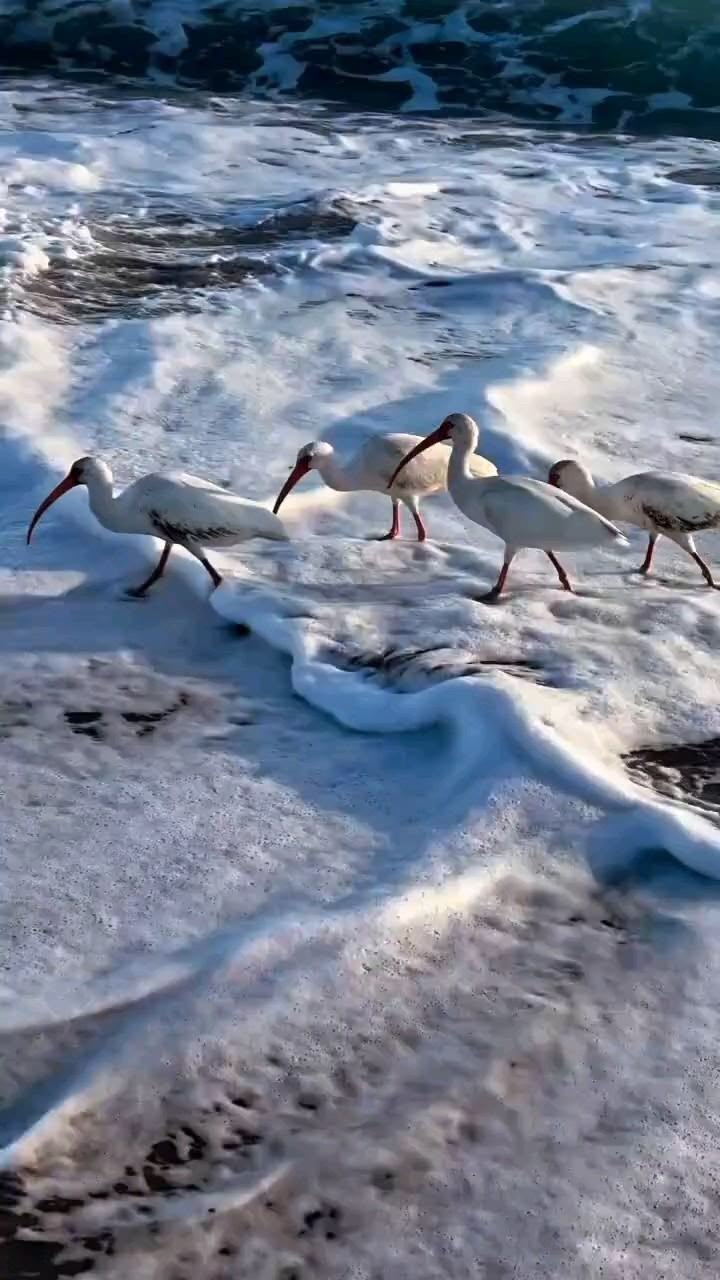 Релакс видео Отдых у моря